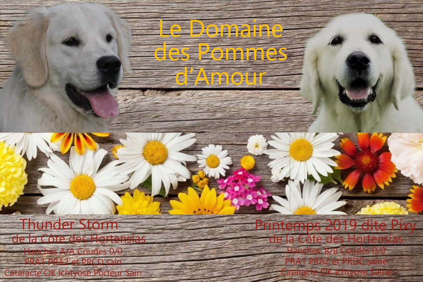 Nos Port Es De Golden Retriever Domaine Des Pommes D Amour