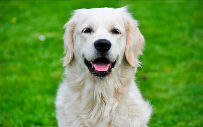 Élevage de Golden Retriever en Normandie - Domaine des pommes d'amour