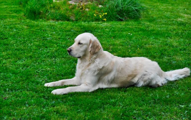 Élevage de Golden Retriever en Normandie - Domaine des pommes d'amour